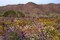 California, Joshua Tree NP Desert Wildflowers by Christopher Talbot Frank - Item # VARPDXUS05BJA0910